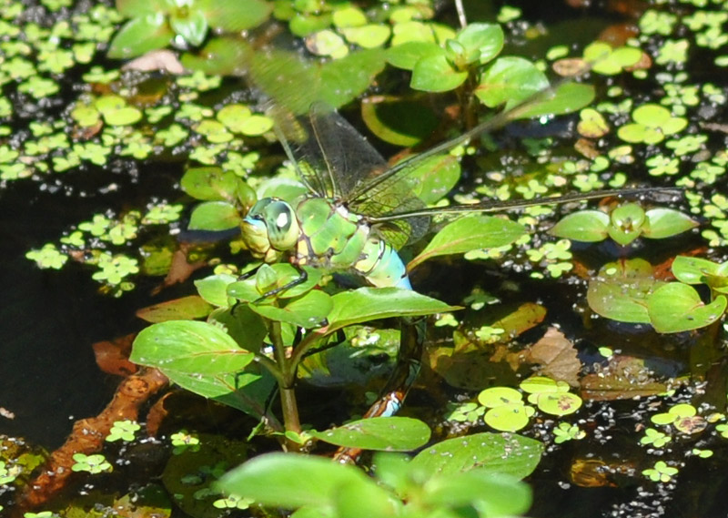 Anax imperator? - S